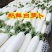 AAA湖北天门白萝卜种植基地,提供清洗,打冷,分拣,发货