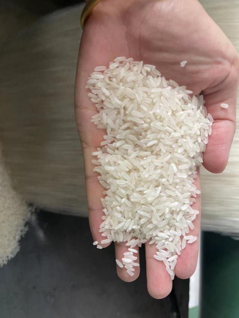 精品籼米，湖北大米，一手货源视频看货品质保证