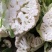 《精品》白菜花,散花,整车配货都可以,包装齐全,代收出货