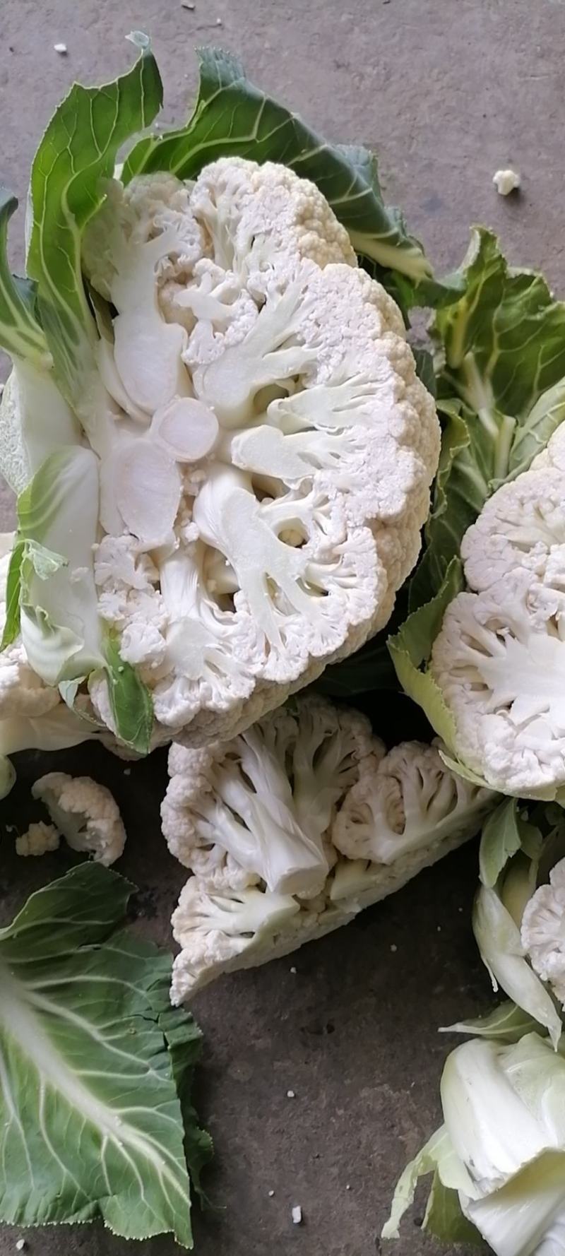 《精品》白菜花，散花，整车配货都可以，包装齐全，代收出货