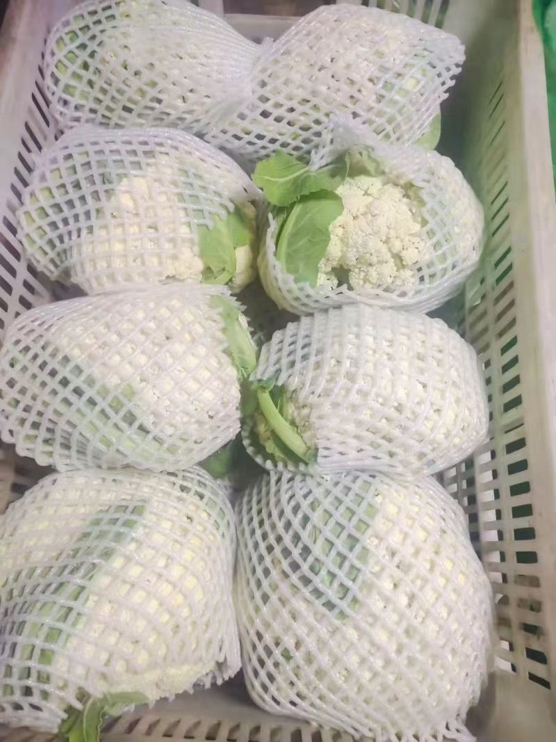 《精品》白菜花，散花，整车配货都可以，包装齐全，代收出货