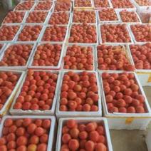 湖北随州大红硬果西红柿大量上市，欢迎采购
