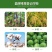 唯尊20亿棉铃虫核型多角体病毒辣椒蔬菜番茄菜青虫棉铃虫等