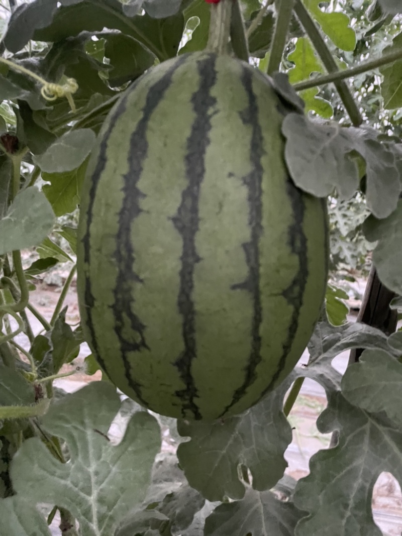 东北掉瓜