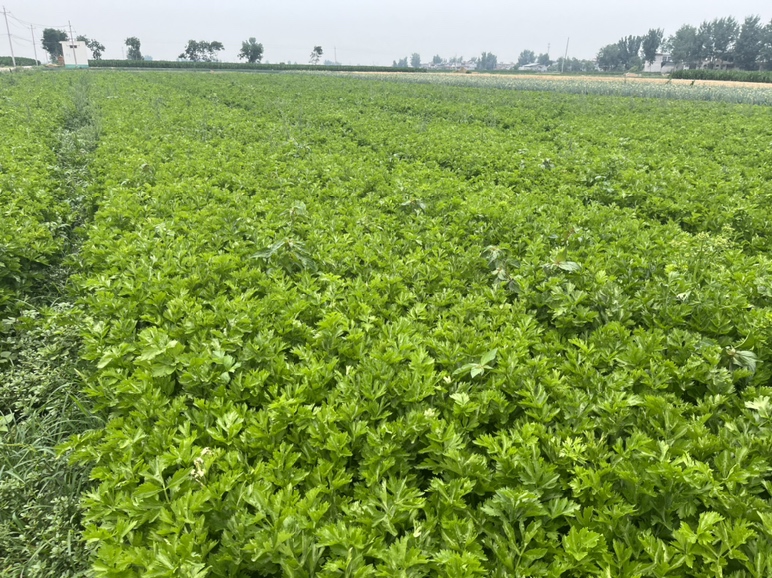 细叶香芹田间种植场景