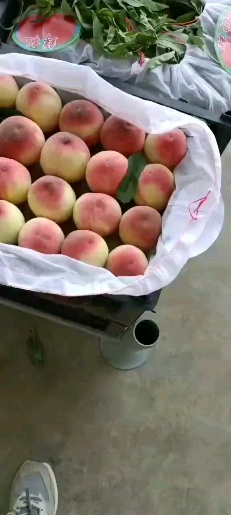 陕西郑五毛桃阿布白毛桃大量供应中，货源充足