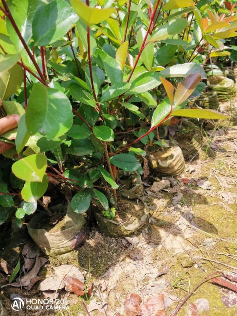 石楠苗红叶石楠苗红火焰石楠苗30-80公分高