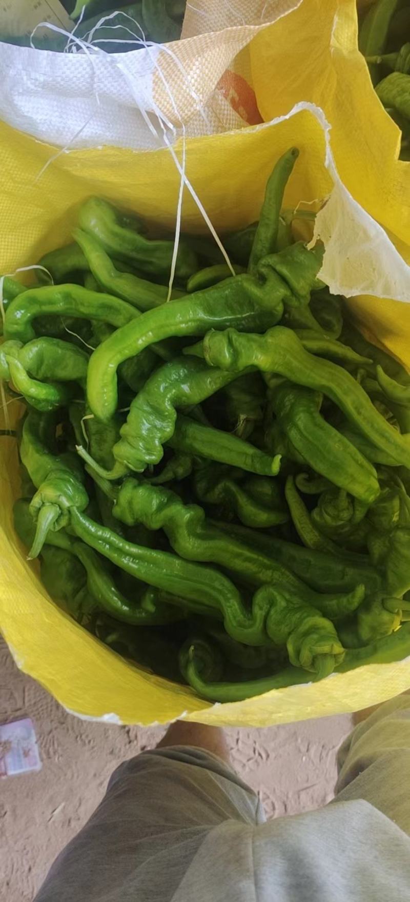 精品辣椒，牛椒，螺丝椒一手货源视频看货品质保证