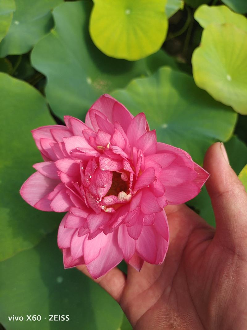 荷花，开花的，绿化工程用的，质量优。价格，量大从优，