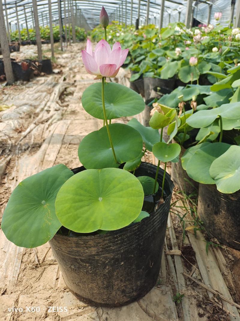 荷花，开花的，绿化工程用的，质量优。价格，量大从优，