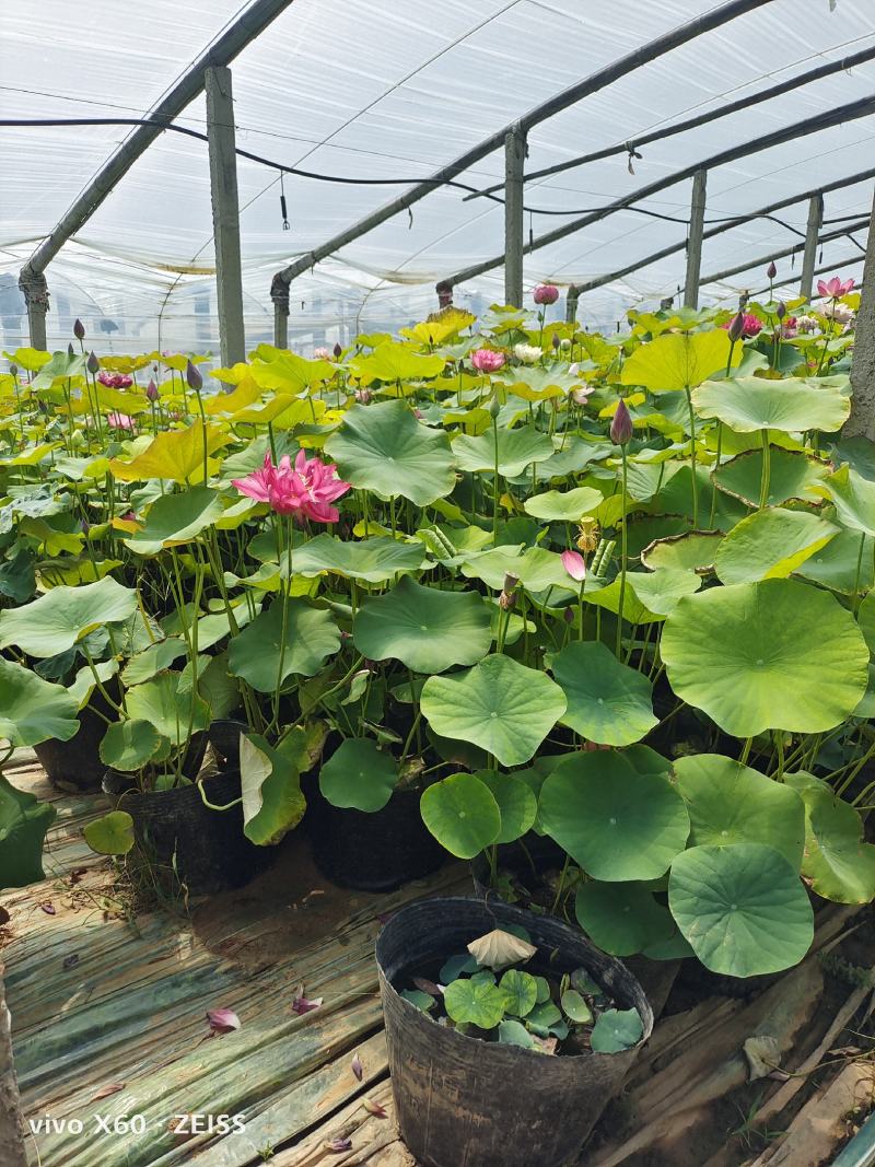 荷花，开花的，绿化工程用的，质量优。价格，量大从优，