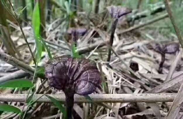 黑灵芝生长在老树树干上的特写