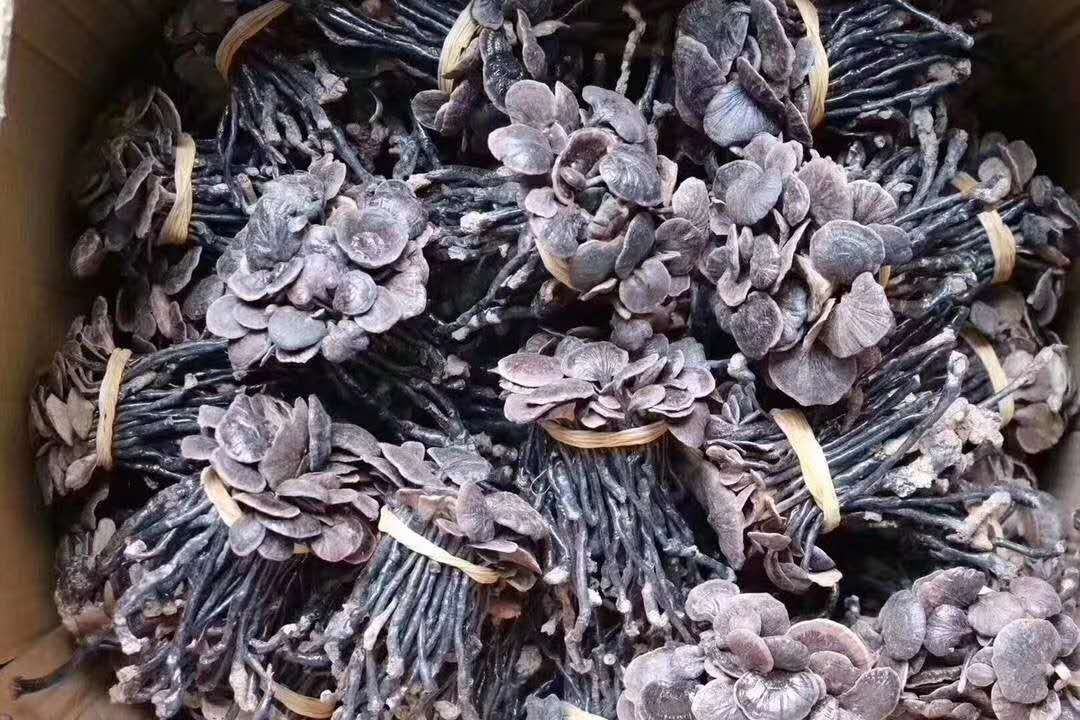 黑灵芝成熟期生长状态,显示其典型的黑色光泽和伞状形态 黑灵芝成熟植株展示图