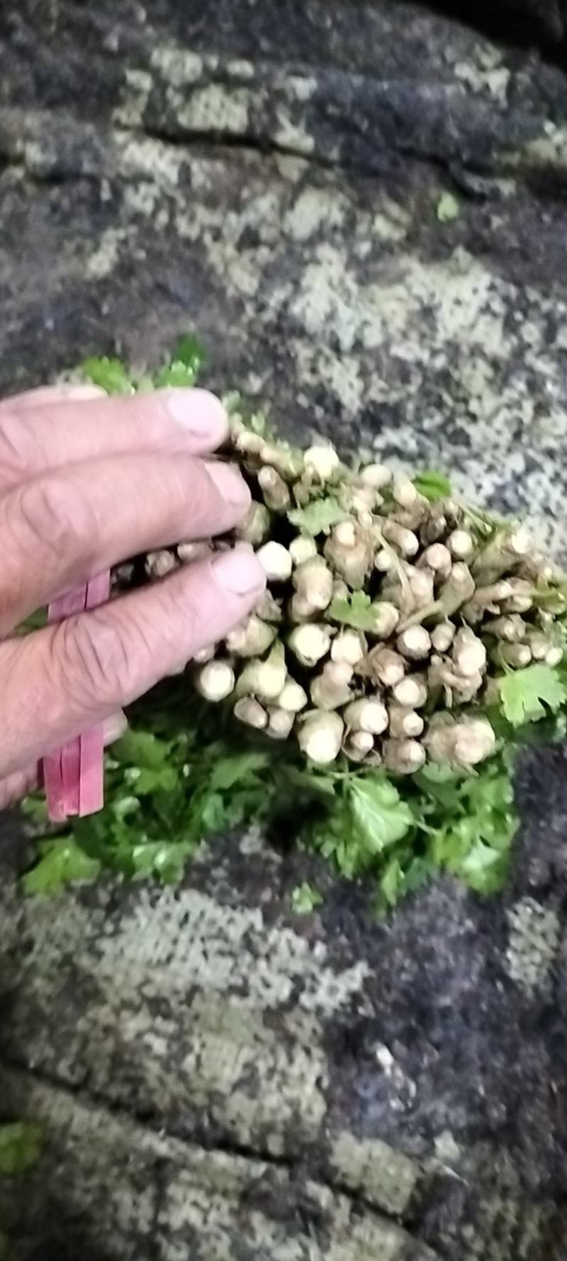 大叶香菜