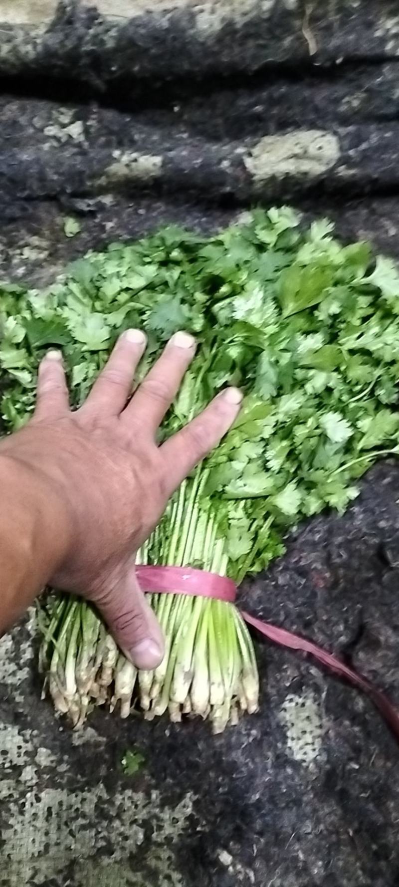 大叶香菜
