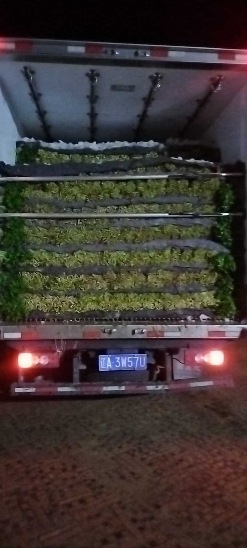 大叶香菜