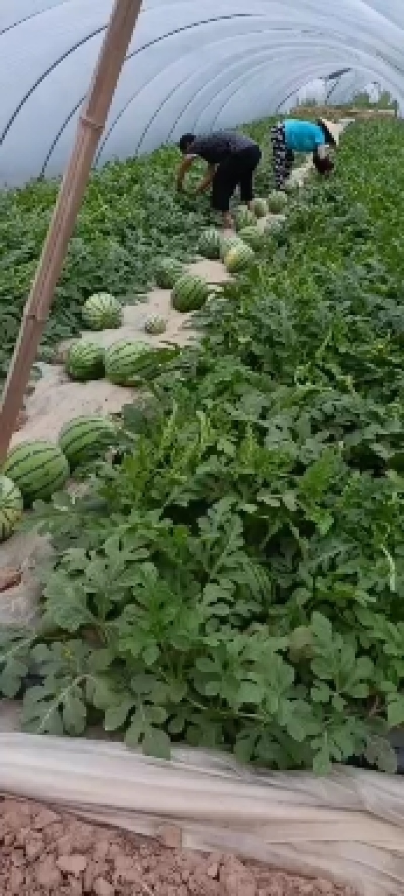 西瓜，美都，8424.金诚，品种多，，，，