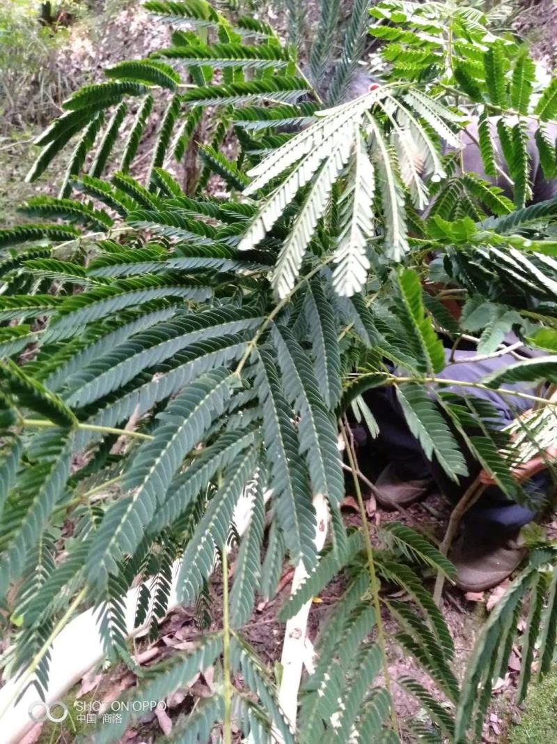 合欢皮，野号树皮，个子，皮丝订作，当年新货，