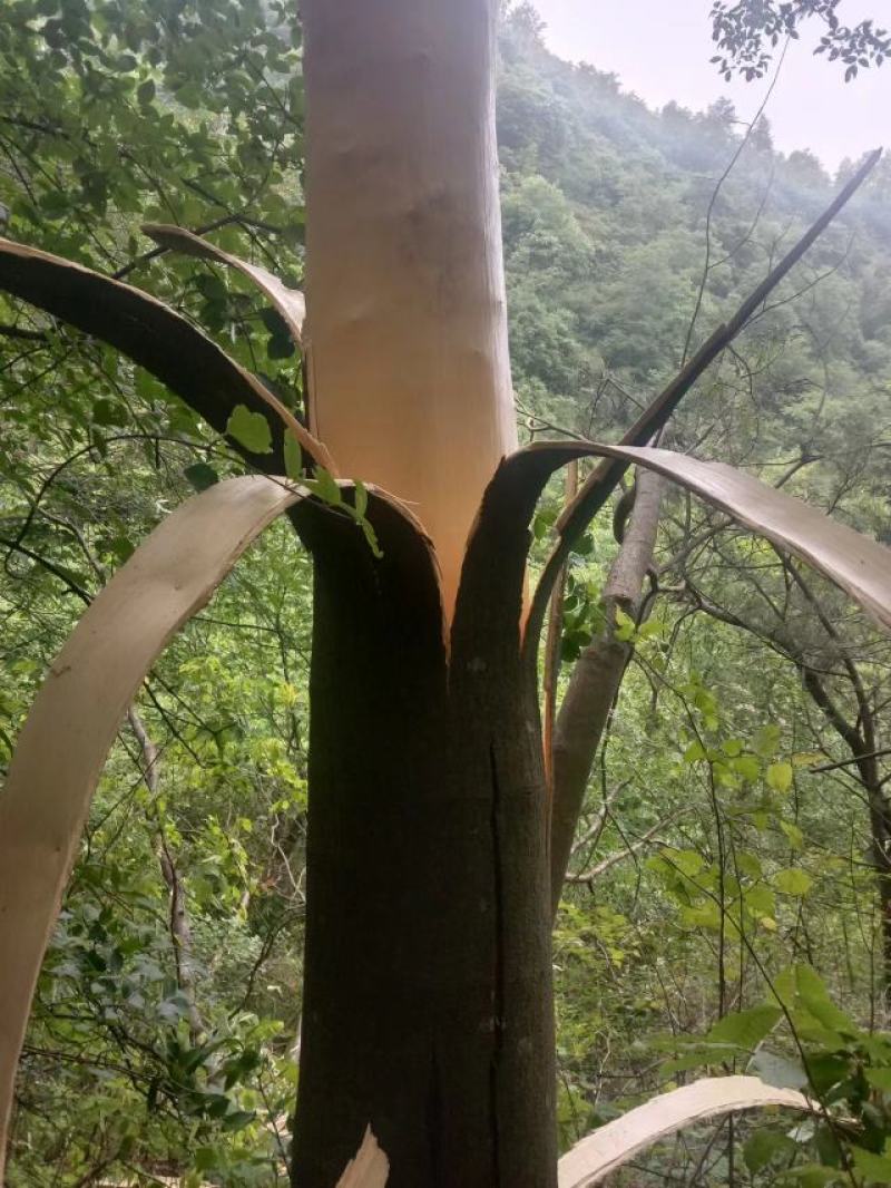 合欢皮，野号树皮，个子，皮丝订作，当年新货，