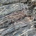 合欢皮，野号树皮，个子，皮丝订作，当年新货，