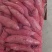 沙宝红蜜薯