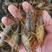 微山湖龙虾苗，养殖场塘口一手货源，包养殖技术！