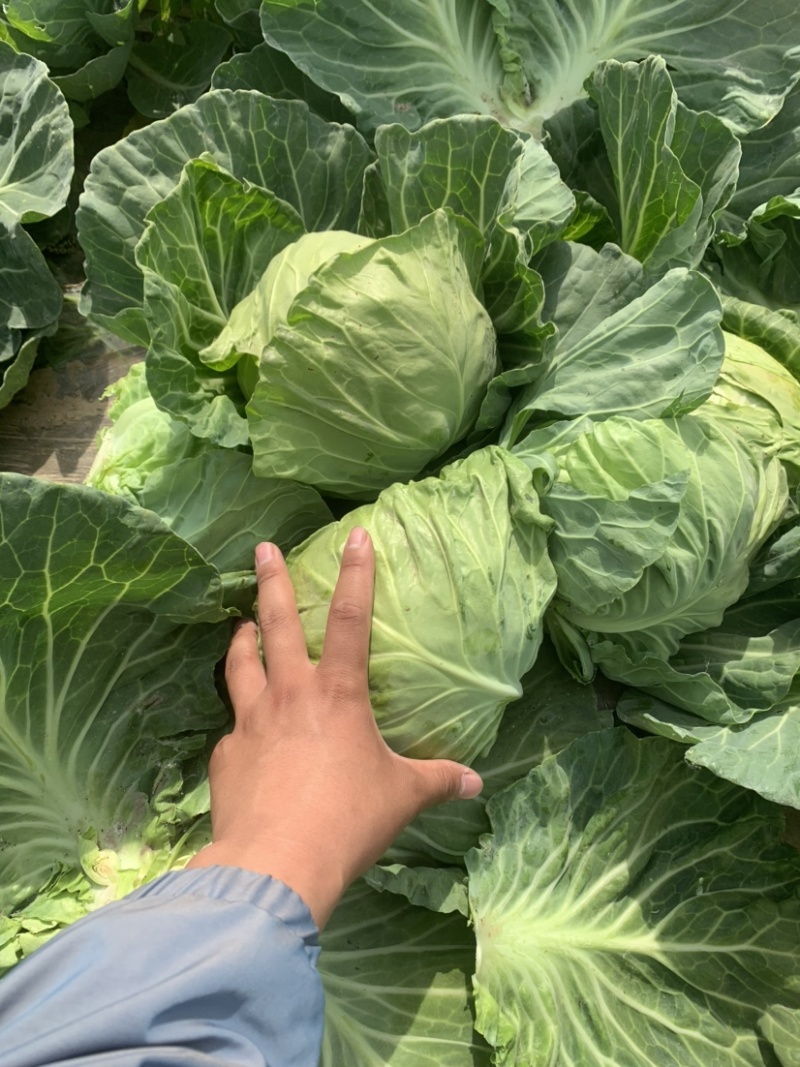 河北邯郸南大堡市场精品甘蓝供应，货源足，物流方便