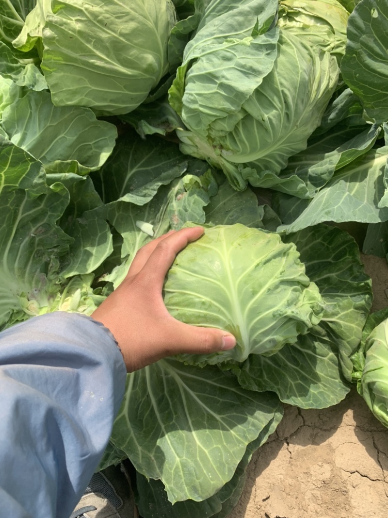 河北邯郸南大堡市场精品甘蓝供应，货源足，物流方便