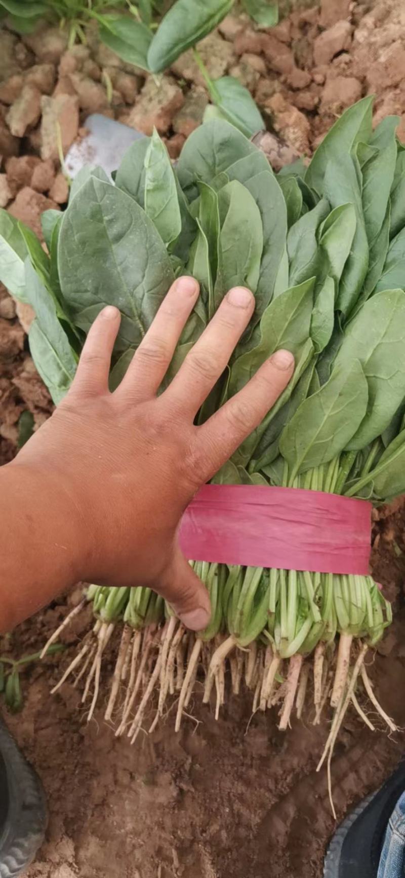 河北邯郸大量叶菜上市中。质量很好。价格便宜。有想法的老板