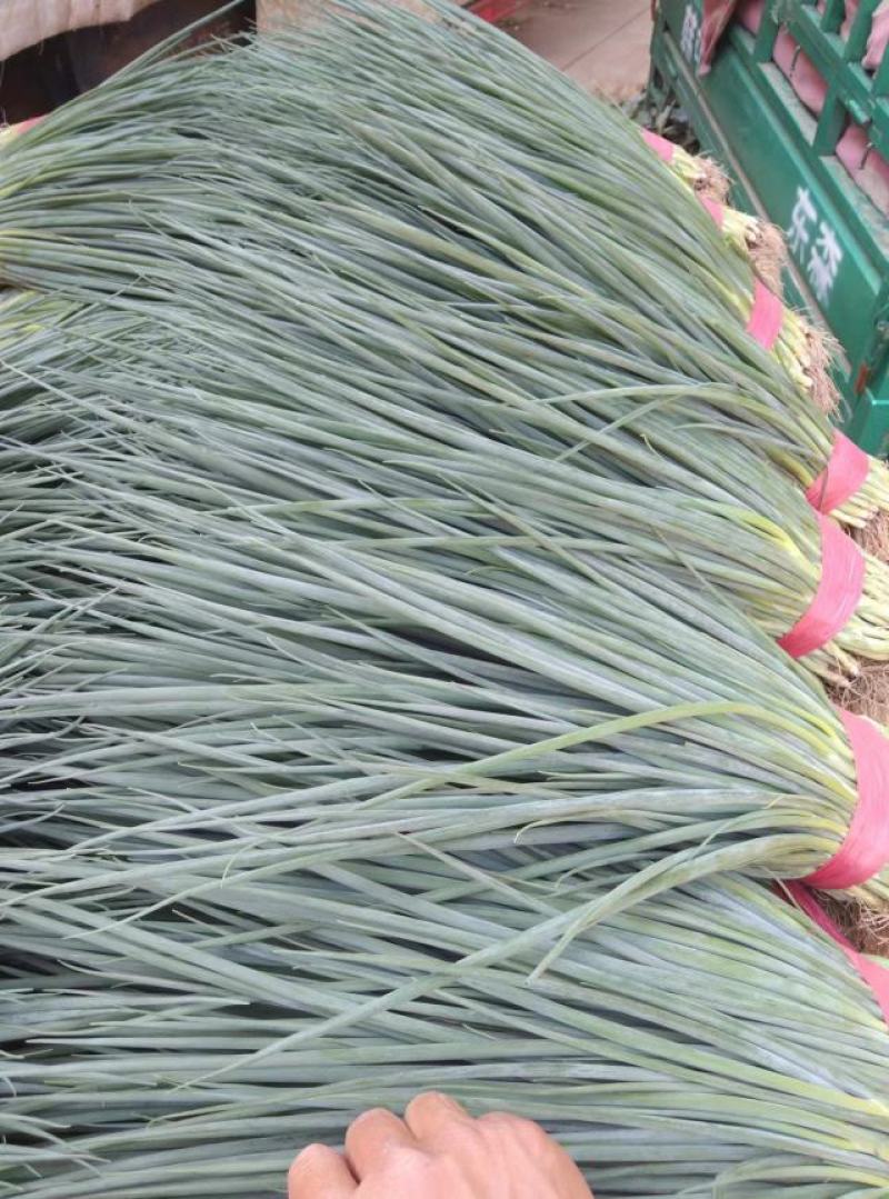 河北邯郸大量叶菜上市中。质量很好。价格便宜。有想法的老板