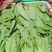 河北邯郸大量叶菜上市中。质量很好。价格便宜。有想法的老板
