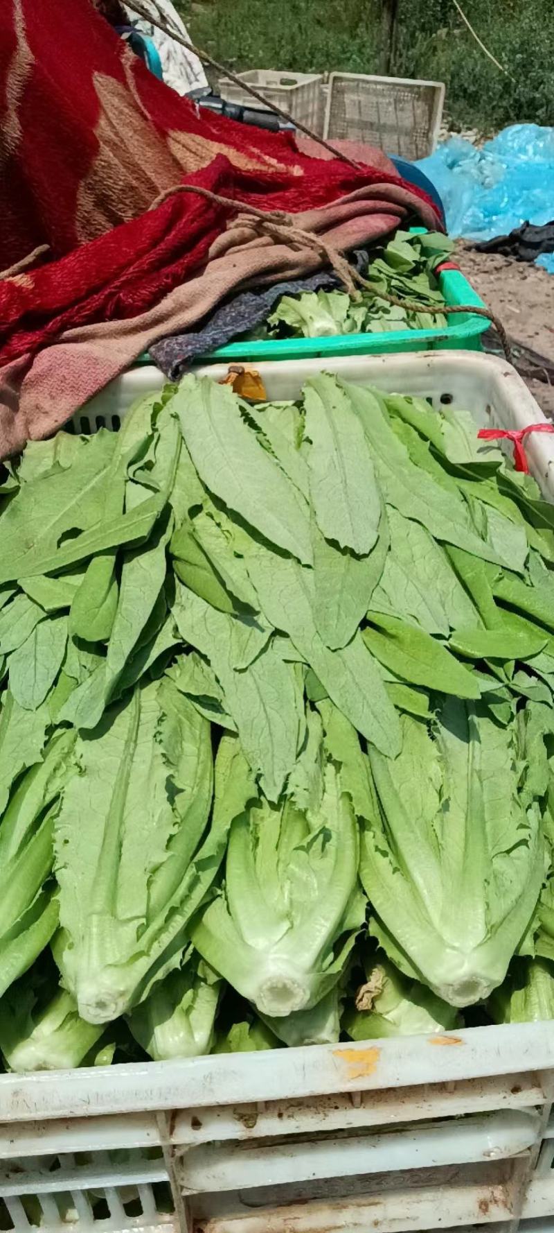 河北邯郸大量叶菜上市中。质量很好。价格便宜。有想法的老板