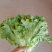 河北邯郸大量叶菜上市中。质量很好。价格便宜。有想法的老板