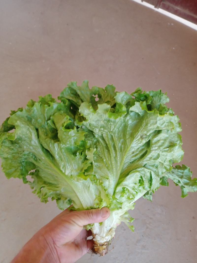 河北邯郸大量叶菜上市中。质量很好。价格便宜。有想法的老板