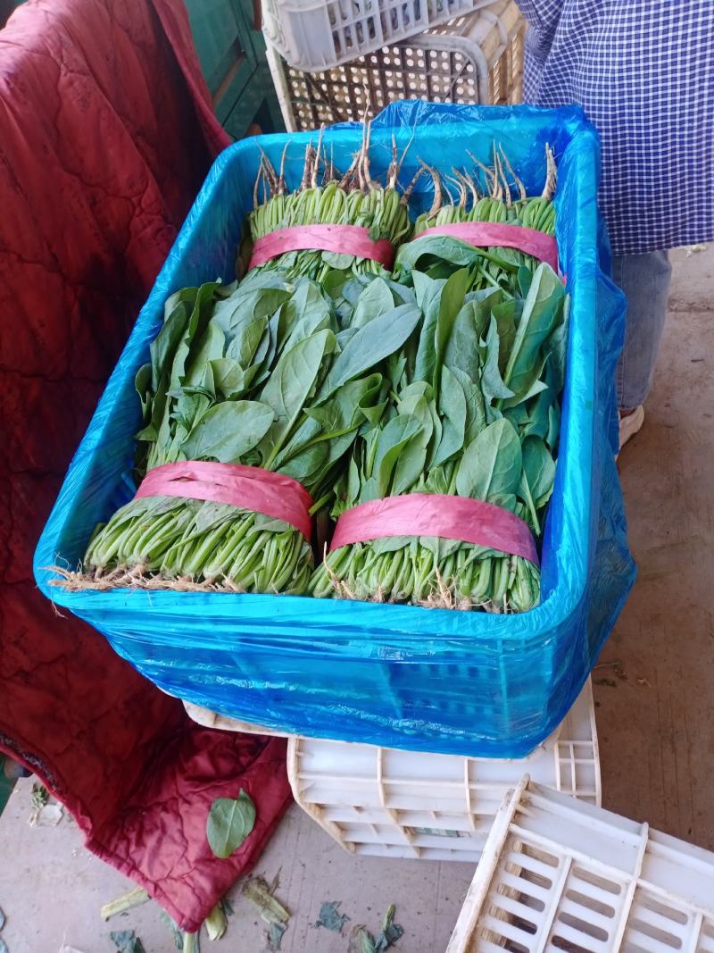 河北邯郸大量叶菜上市中。质量很好。价格便宜。有想法的老板
