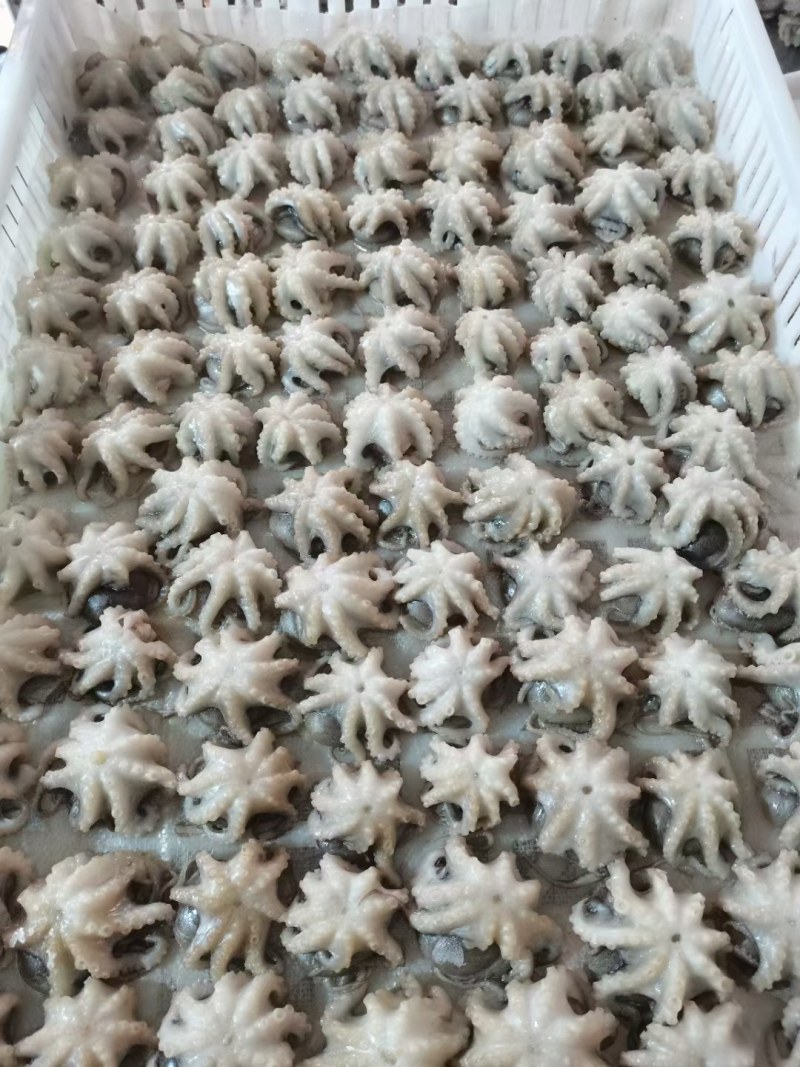 江苏盐揉八爪鱼捞汁用八爪鱼全国发货全国代发货