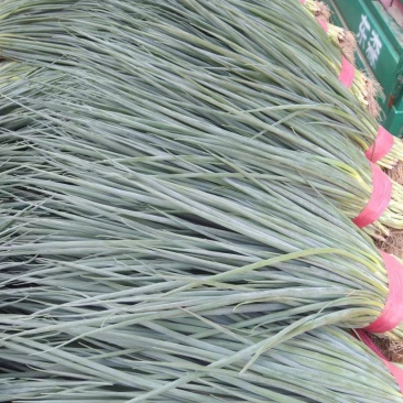 小葱
