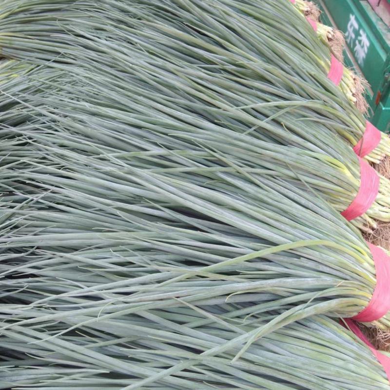 小葱