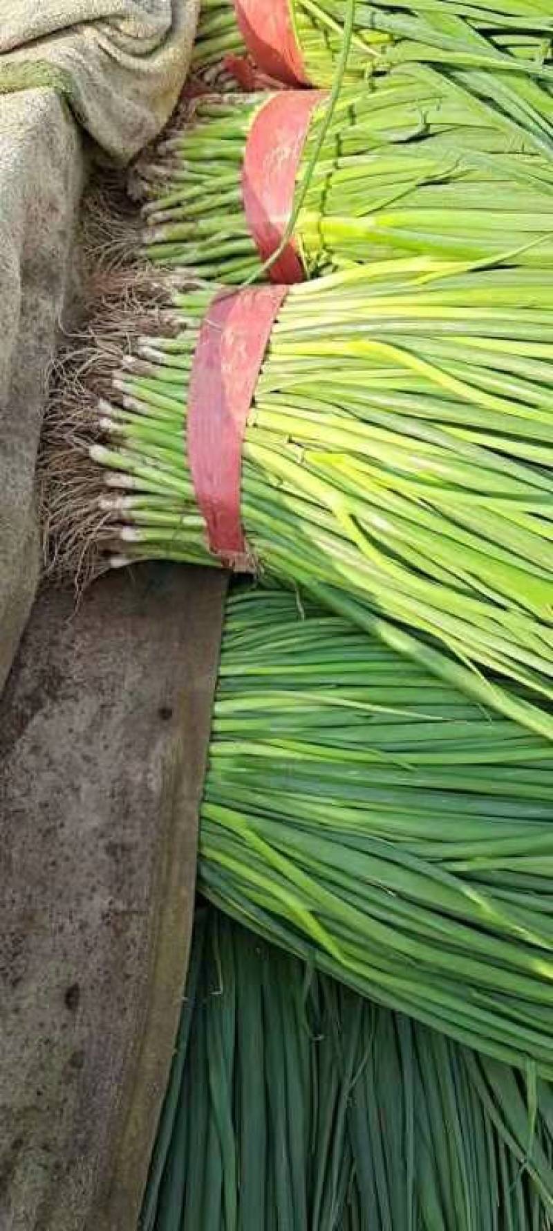 小葱