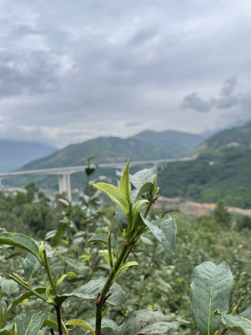 云南普洱茶茶茶叶古树茶昔归茶古树龙珠茶礼