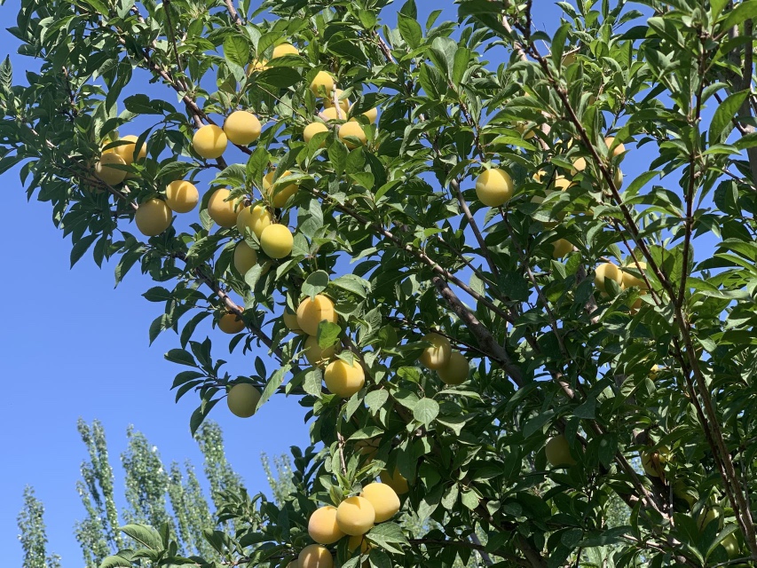 金太阳杏树在阳光下生长