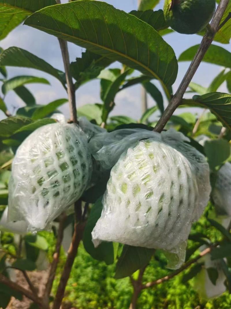 广东廉江番石榴，红心白心大量有货，一天能发2到3万斤货