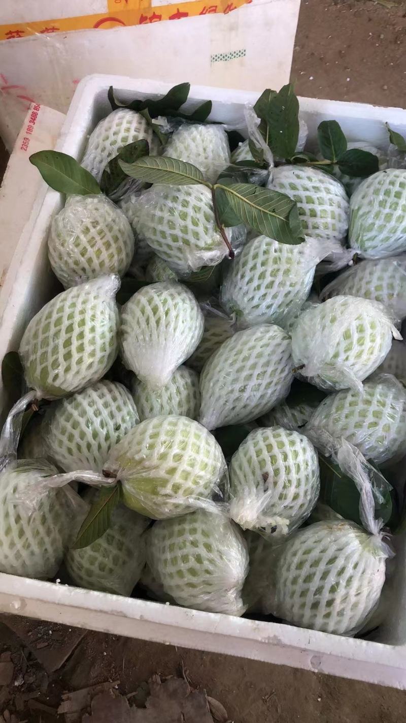 广东廉江番石榴，红心白心大量有货，一天能发2到3万斤货