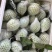 广东廉江番石榴，红心白心大量有货，一天能发2到3万斤货