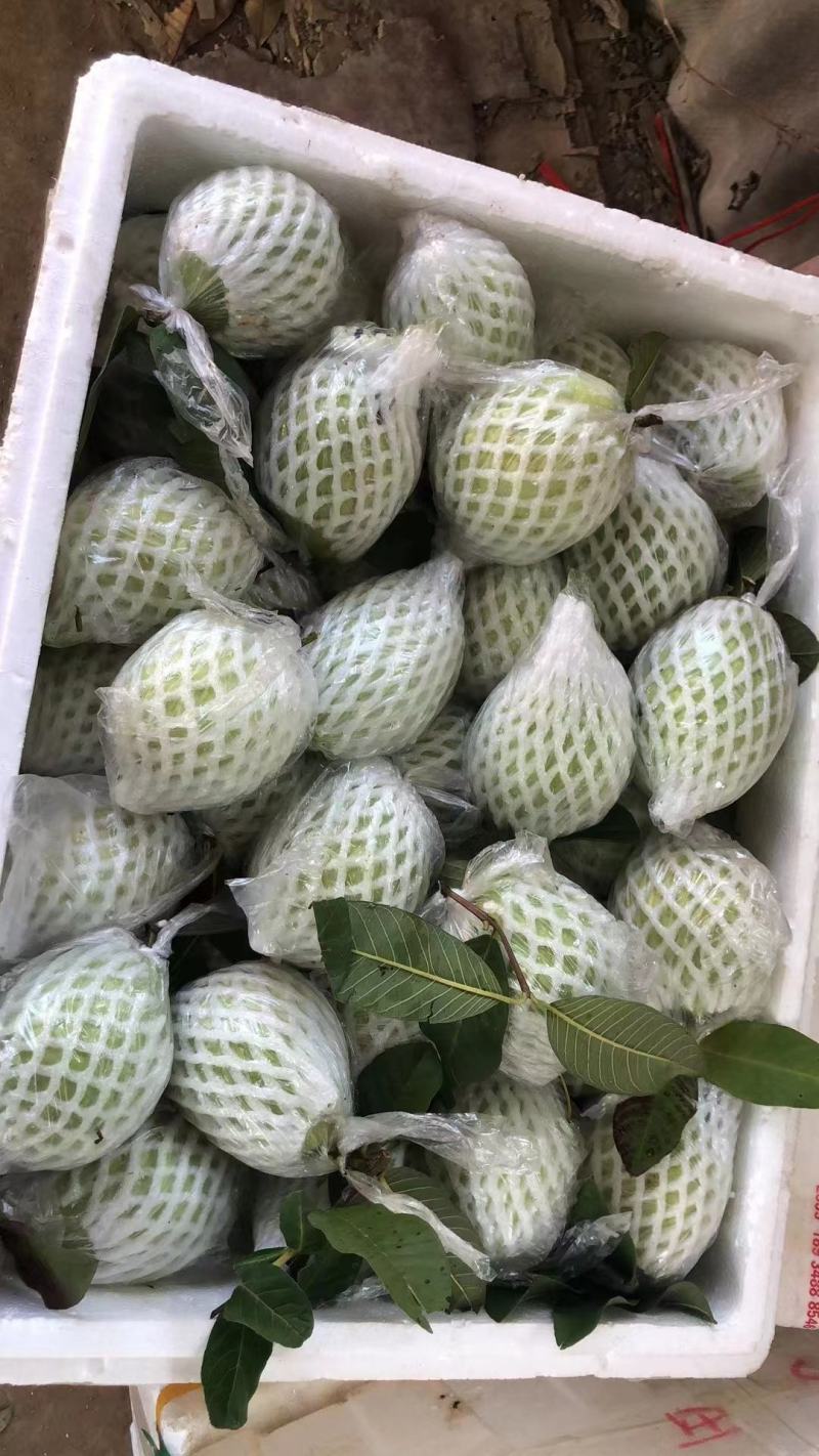 广东廉江番石榴，红心白心大量有货，一天能发2到3万斤货