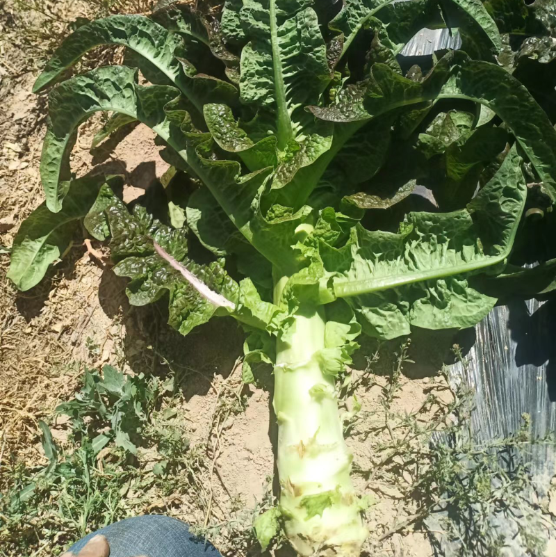 大量上市，有需要老板联系