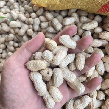 精品鲜花生，保质保量籽粒饱满，对接全国，电商市场超市档口