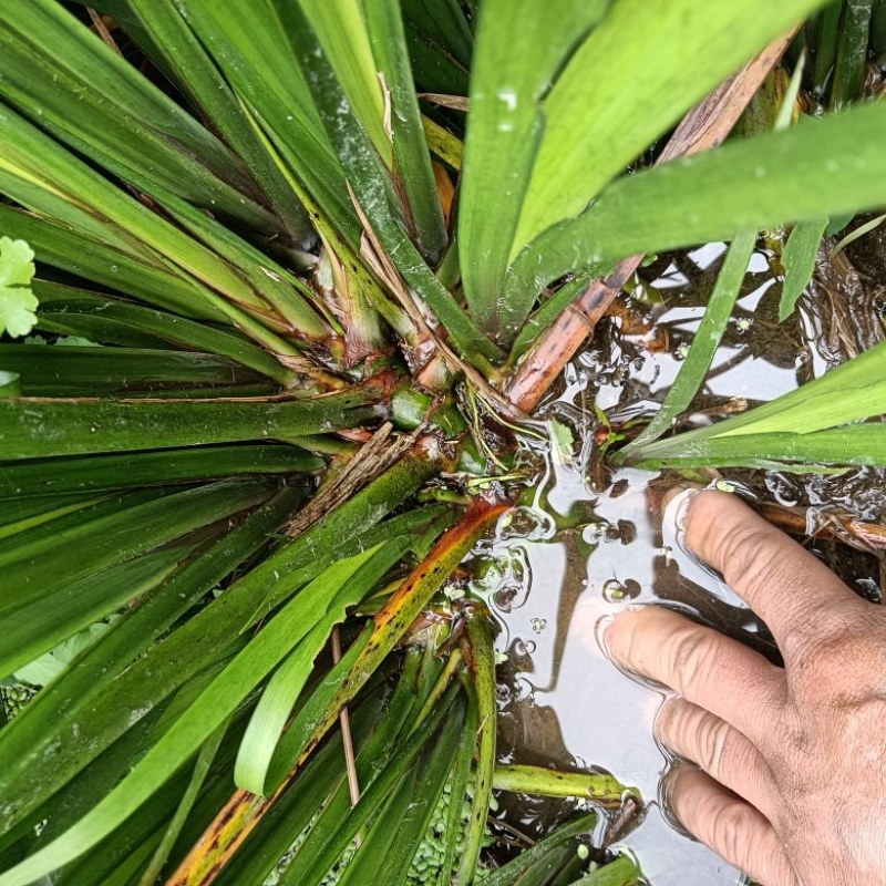五香草