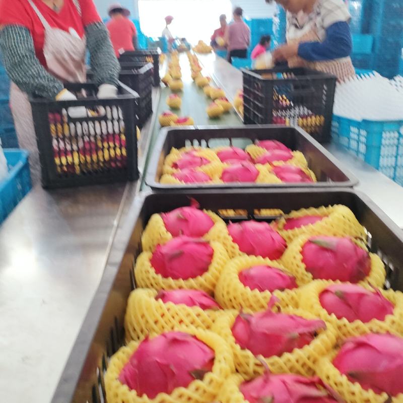 红心火龙果金都火龙果红金宝火龙果