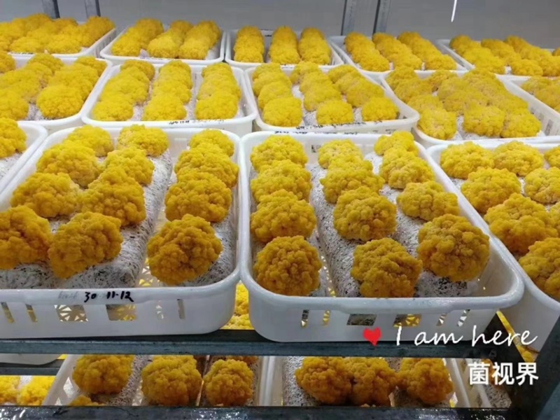 【优质金耳】新鲜采摘，肉感厚实，胶质满满!预购从速。